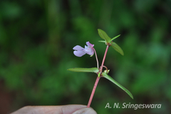 Impatiens rupicola var. nataliae